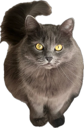 Котик — частинка сім'ї